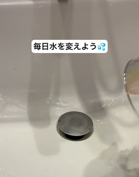 毎日きれいな水に交換する
