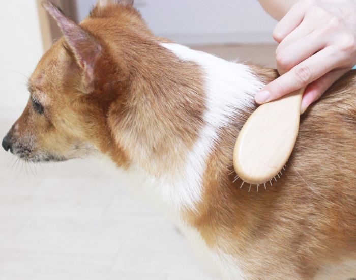 犬にブラッシングしている様子