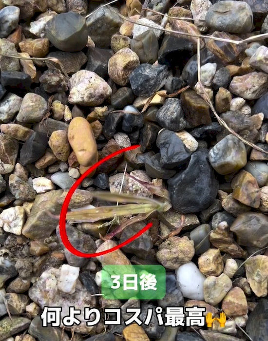 草が茶色くしおれてきている