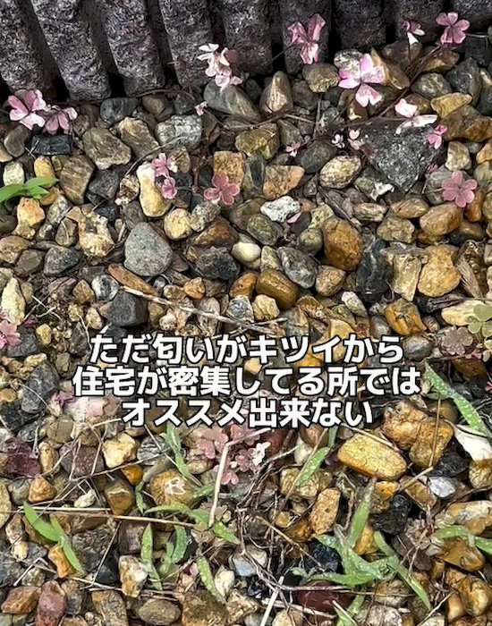 草に直接吹き付ける