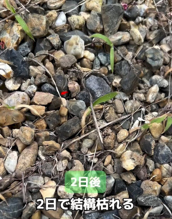2日程度で茶色くしおれてくる