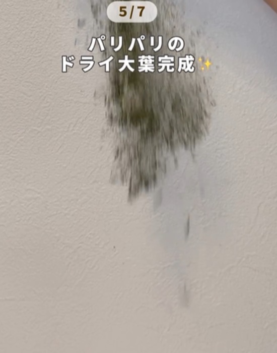 粉状のドライ大葉