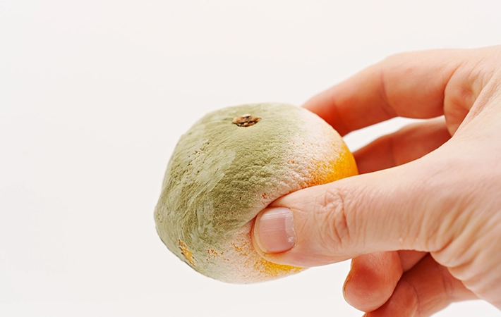 カビが発生したみかんは食べずに捨てたほうがよい
