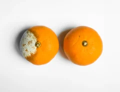 みかんにカビが発生したら捨てるべき？傷んでいるサインや正しい保存方法を解説