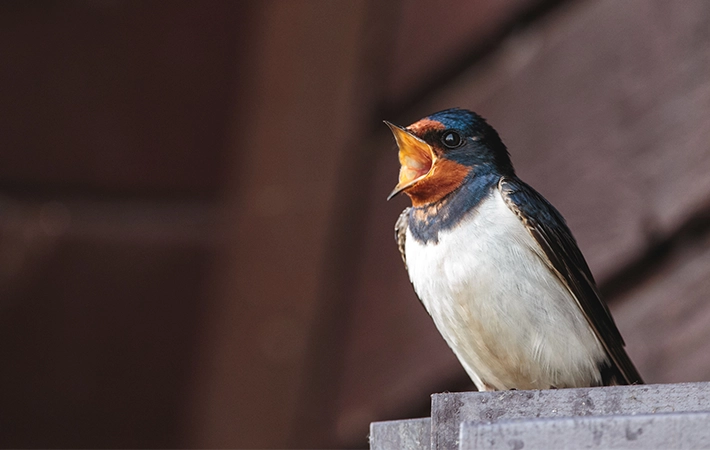 雀のほかに減少した鳥