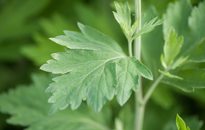 よもぎと似ている植物との見分け方