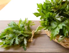 よもぎの見分け方は？間違えやすい植物や似ている毒性植物に注意しよう