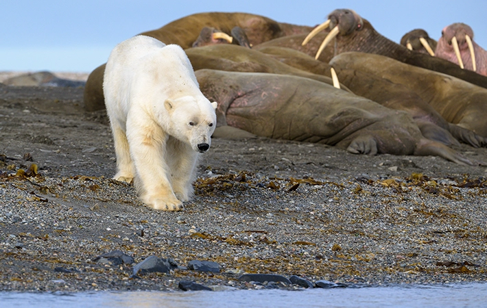 ホッキョクグマは絶滅危惧種？生息地や主食を解説