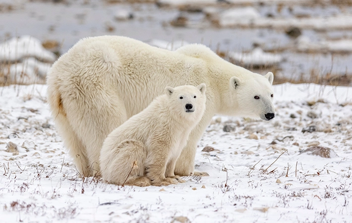 ホッキョクグマが絶滅危惧種に指定されている原因