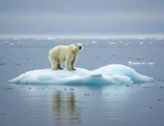 ホッキョクグマは絶滅危惧種？原因と私たちにできる対策を解説