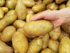 カビの生えたじゃがいもは食べないほうがよい？適切な保存方法をご紹介
