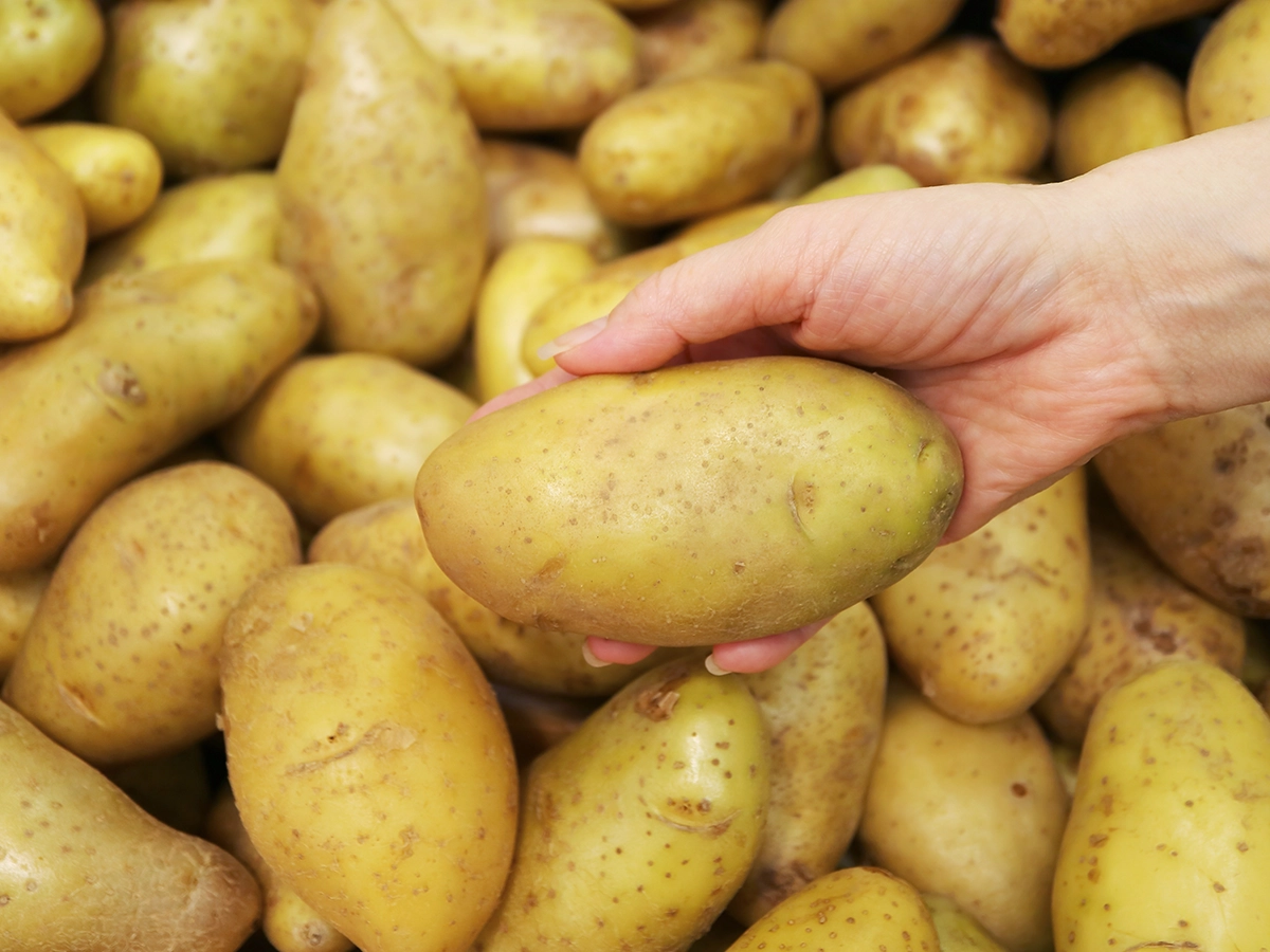 カビの生えたじゃがいもは食べないほうがよい?適切な保存方法をご紹介