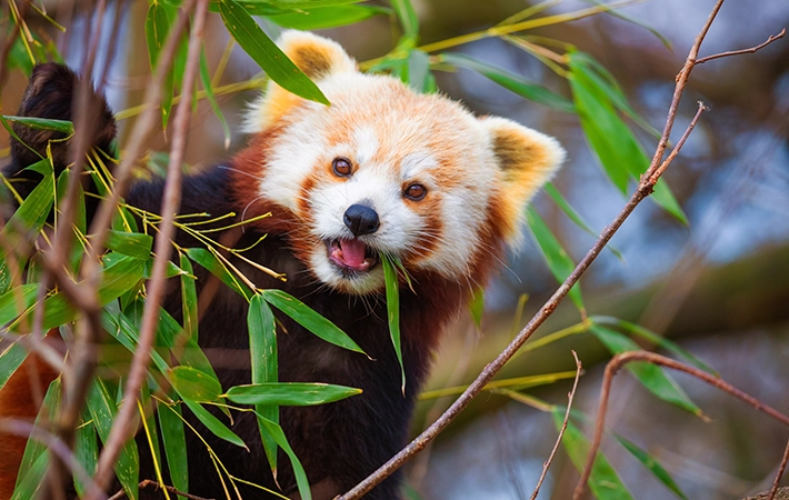 絶滅危惧種であるレッサーパンダの種類と生息地
