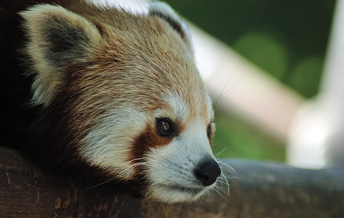 レッサーパンダが絶滅危惧種となった背景