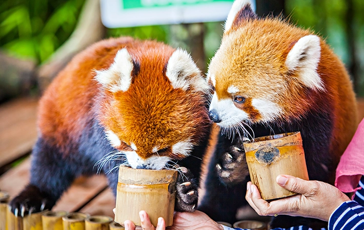 絶滅危惧種のレッサーパンダを守るための取り組み
