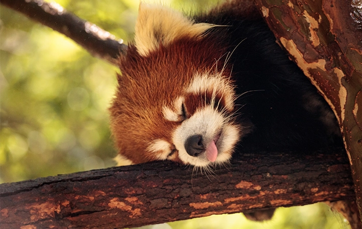 レッサーパンダなどの絶滅危惧種のために私たちができること