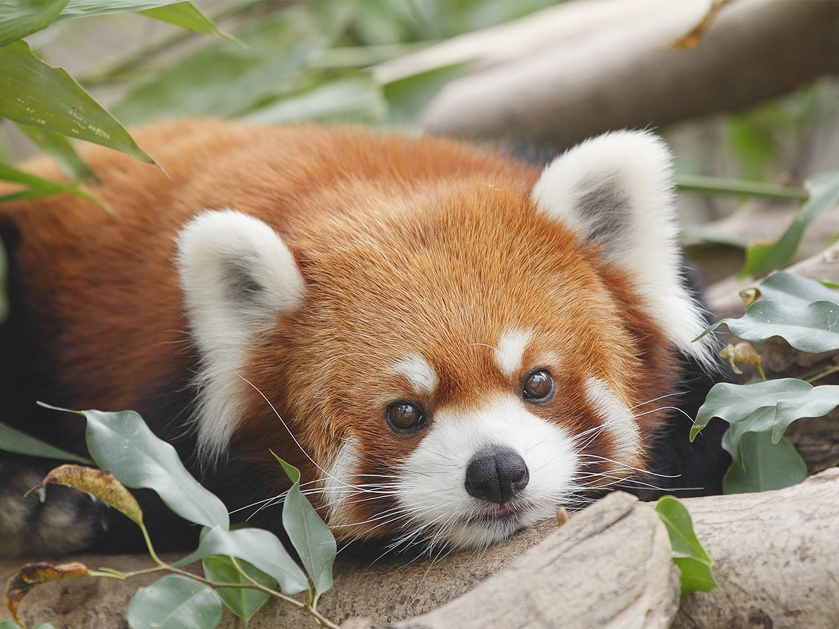 レッサーパンダはなぜ絶滅危惧種に?原因と私たちにできることをご紹介
