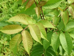 漆の木の見分け方とは？種類や特徴、触る際の注意点を解説