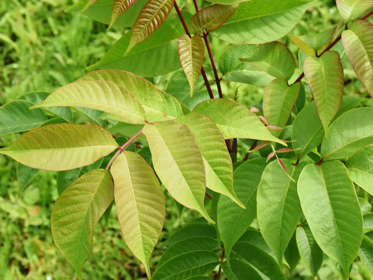 漆の木の見分け方とは？種類や特徴、触る際の注意点を解説