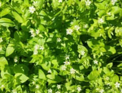 ハコベの見分け方！食べられない種類はある？ほかの野草との違いも解説