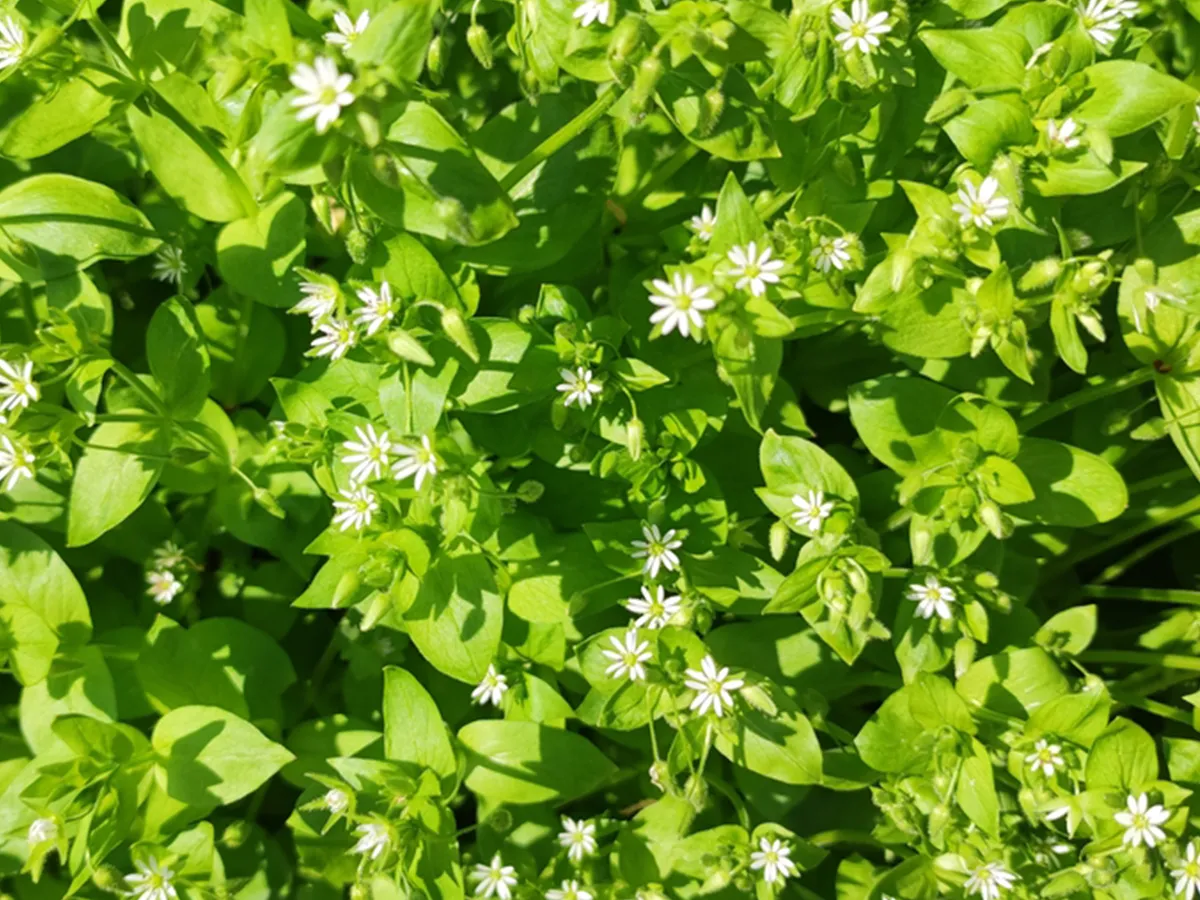 ハコベの見分け方!食べられない種類はある?ほかの野草との違いも解説