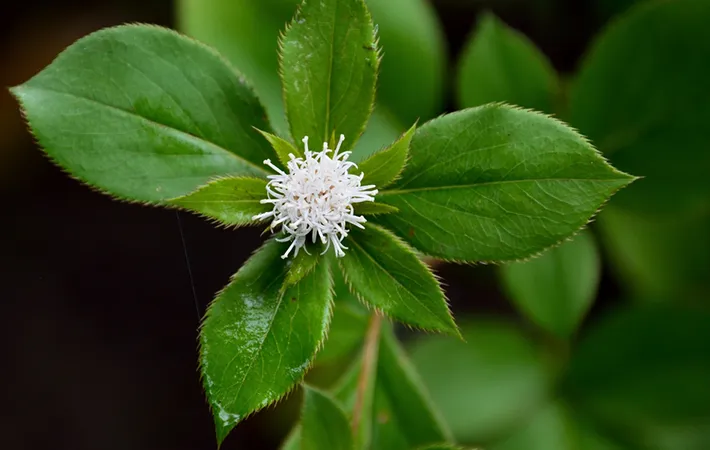 オケラとはどんな植物？絶滅危惧種になった理由は？
