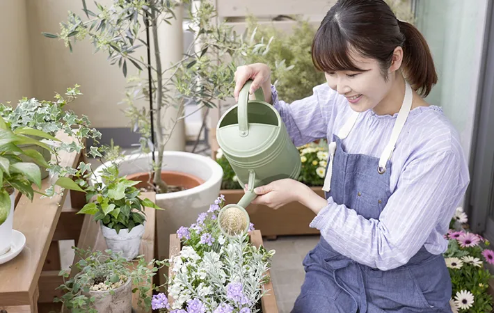 オケラは家庭でも育てられる