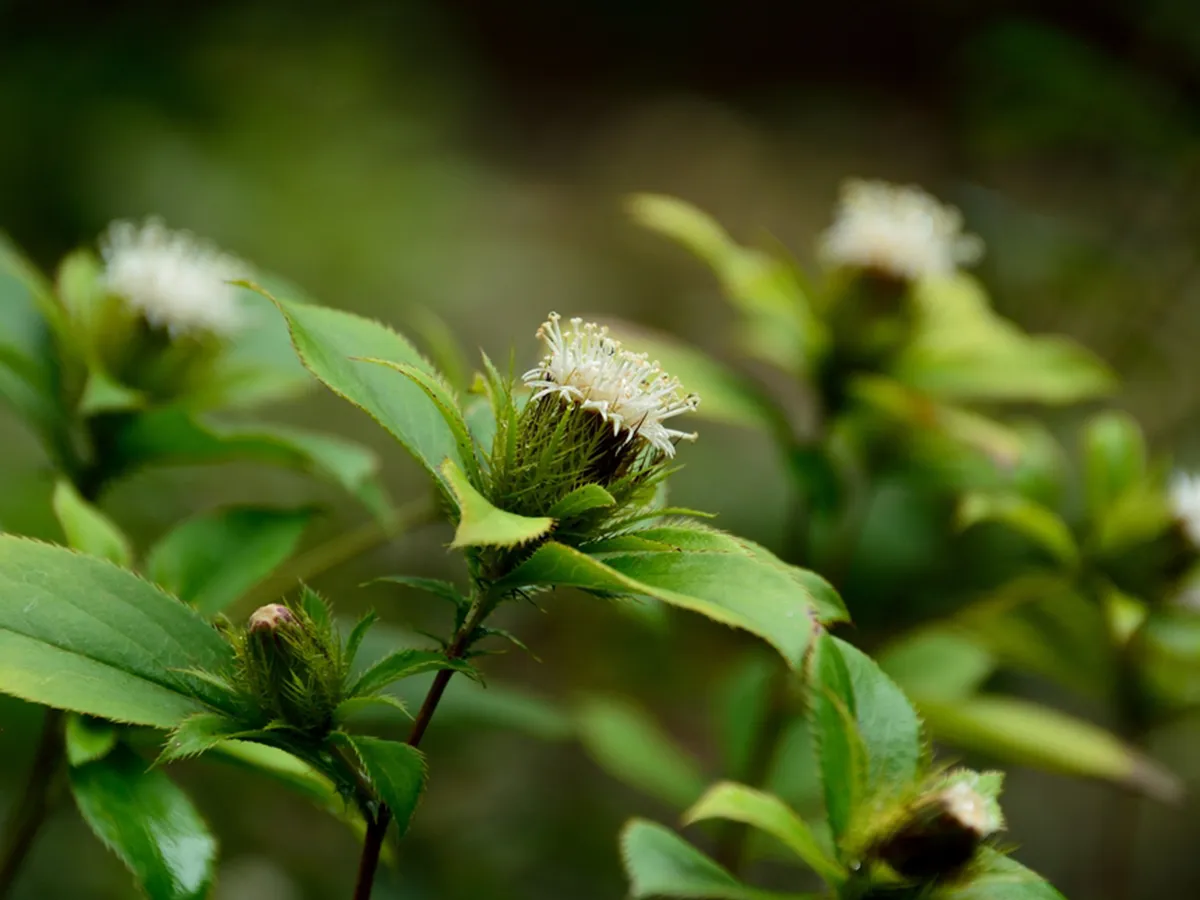 植物のオケラが絶滅危惧種に選ばれた理由は?家庭での育て方も解説