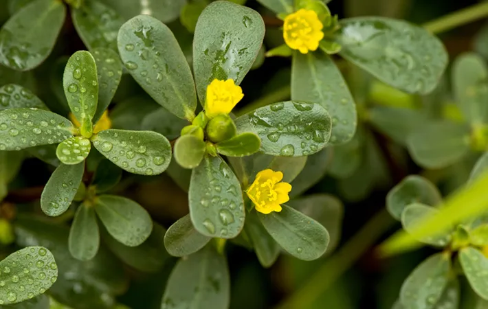 『スベリヒユ』とはどのような植物？