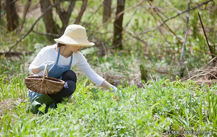 スベリヒユを採取する際の注意点