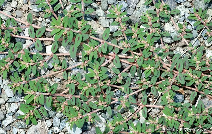 スベリヒユに似ている草の見分け方