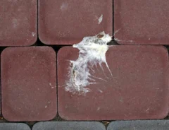 鳥のフンの見分け方とは？フン害の対処法や予防法を解説