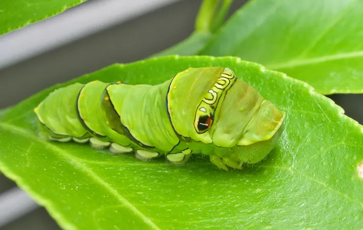 ナミアゲハ