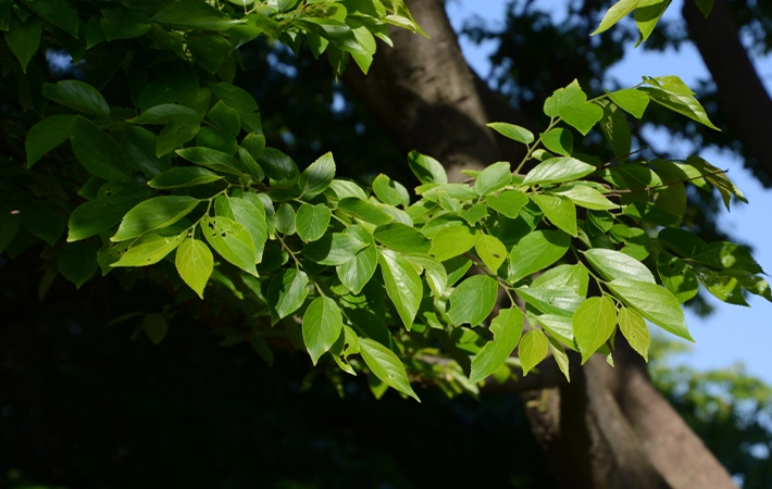 エノキの木はどんな木？