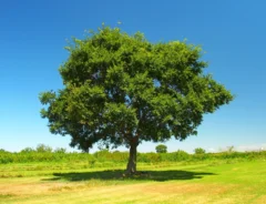 エノキの木の画像