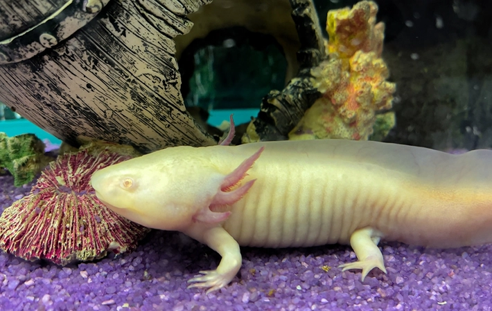ウーパールーパーは絶滅危惧種？