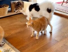 犬と猫の写真