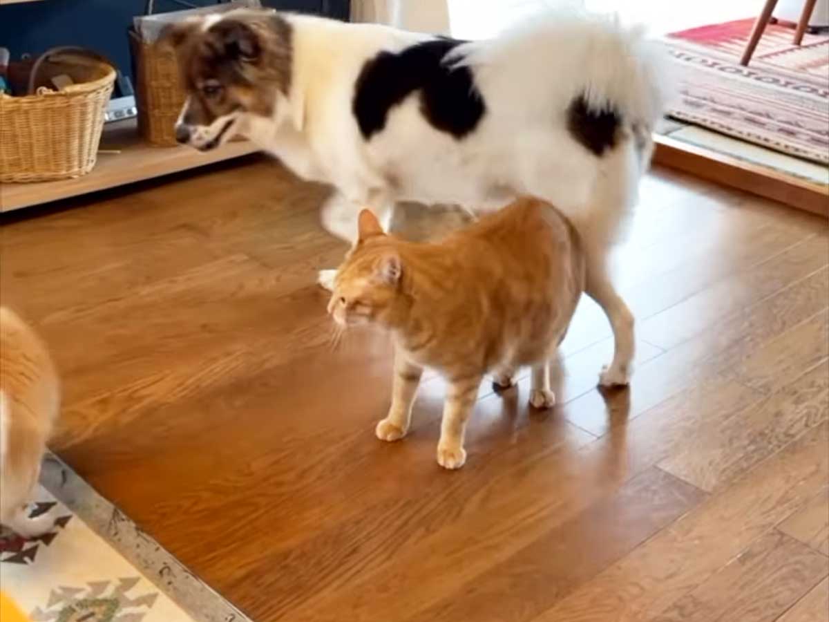 犬と猫の写真