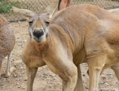 カンガルー