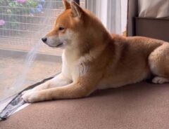 shibainutonさんの投稿動画
