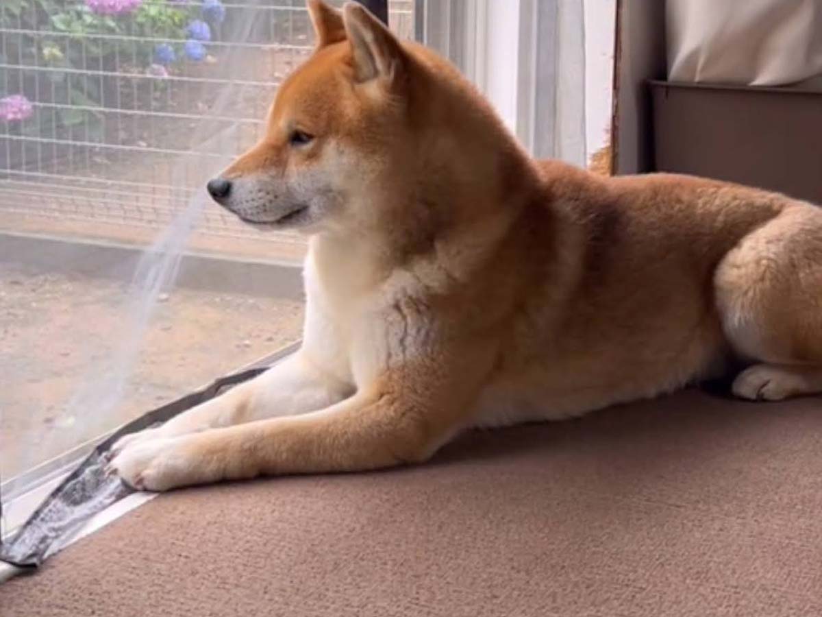 shibainutonさんの投稿動画