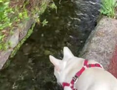 フレンチブルドッグ