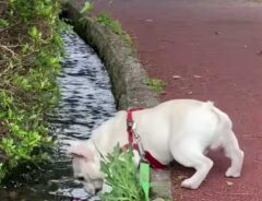 フレンチブルドッグ
