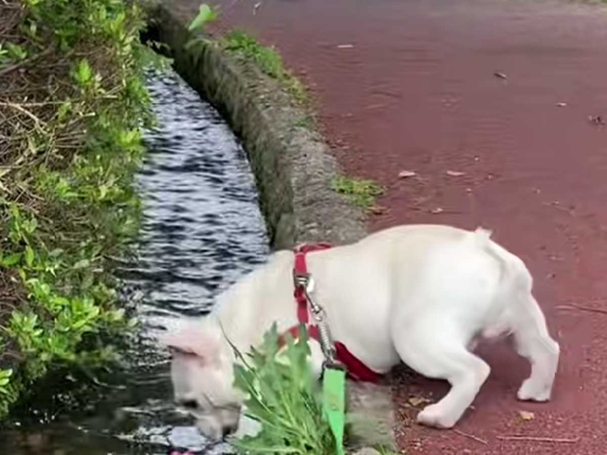 フレンチブルドッグ