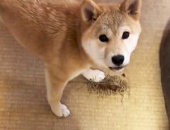 柴犬の写真