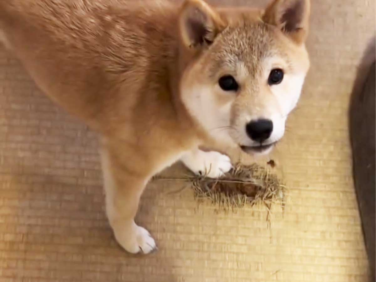 柴犬の写真