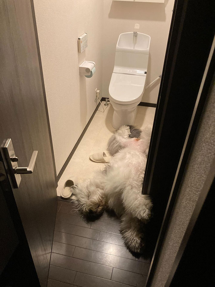 トイレの写真