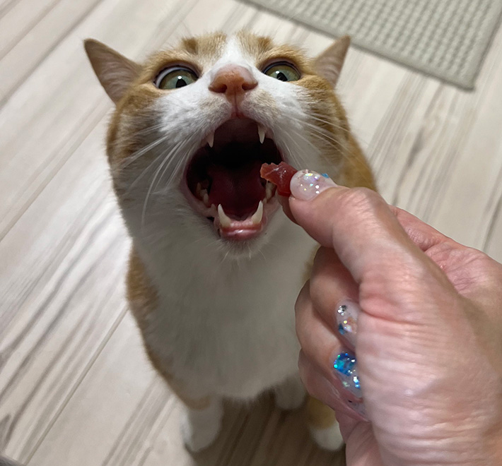 猫のクウちゃん