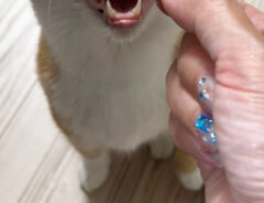 猫のクウちゃん