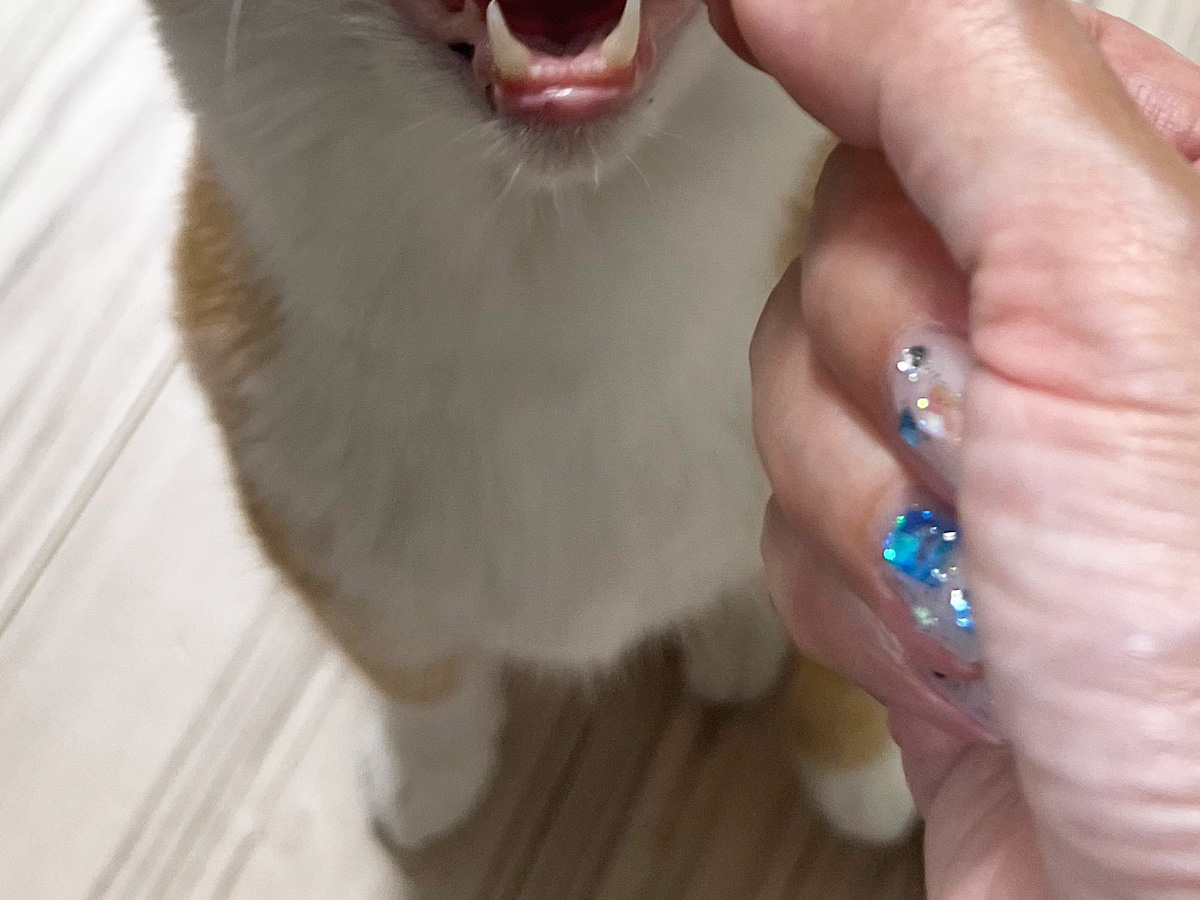 猫のクウちゃん